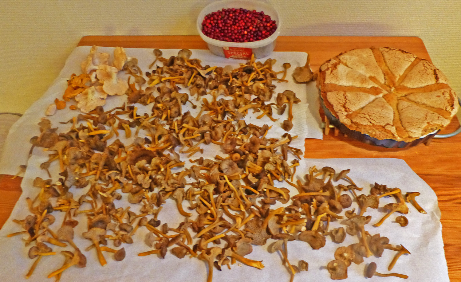 Funghi from Nordmarka